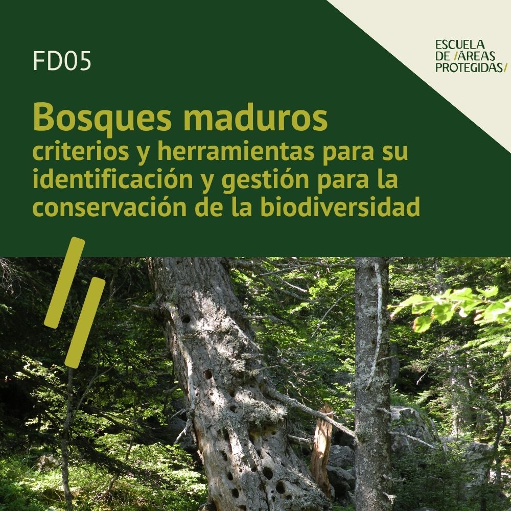FM01 | Bosques maduros